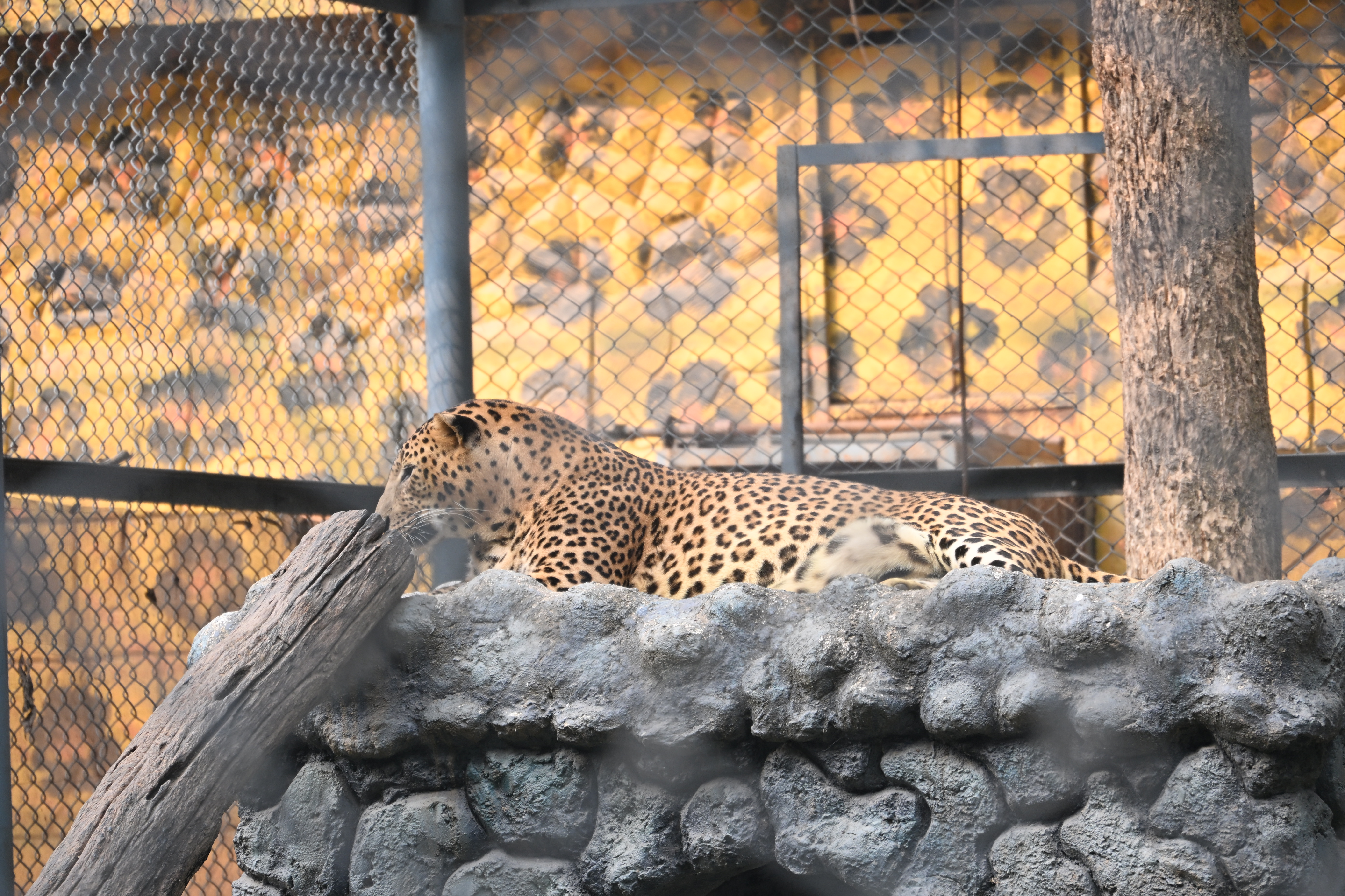 23524dsc8739.jpg